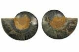 Cut/Polished Ammonite Fossil - Unusual Black Color #132641-1